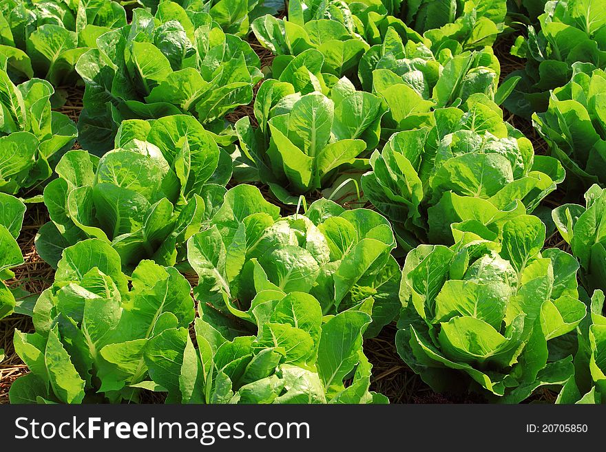 Vegetable salad on plant