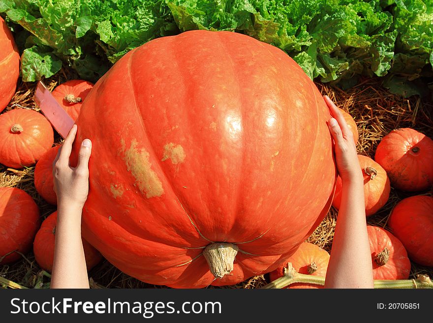 A hand holding big size of pumpkin