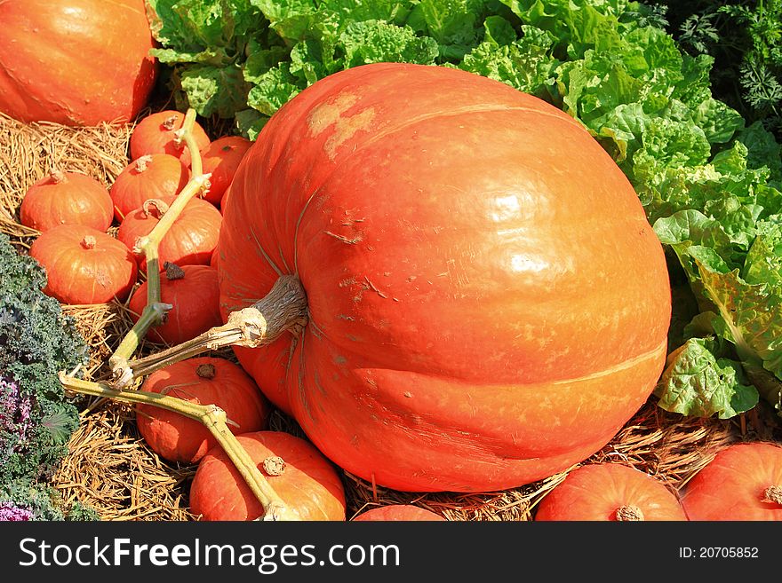 A big size of pumpkin in fram