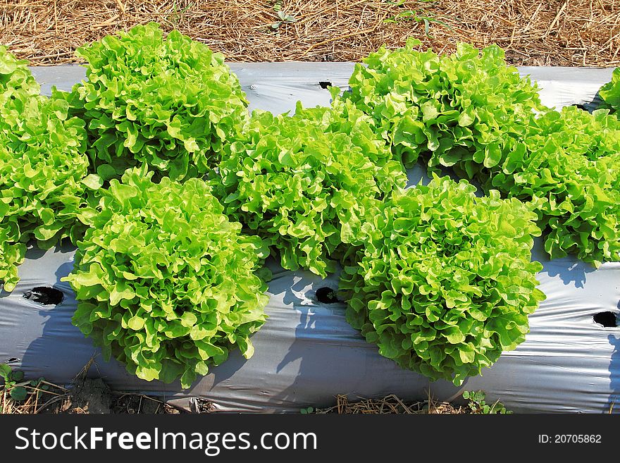 Fresh vegetable salad on plant