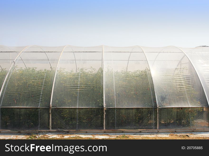 Greenhouse with cultivated fresh tomatoes