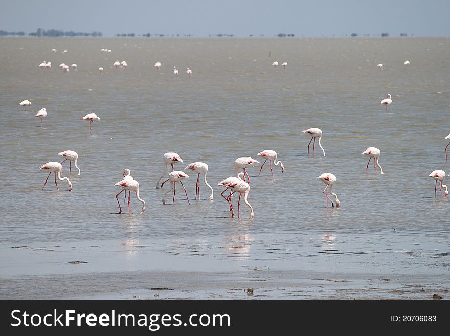 Flamingo in wetland area near Saintes-Maries-de-la-Mer, Ã‰tang de Launes, in Camargue. Flamingo in wetland area near Saintes-Maries-de-la-Mer, Ã‰tang de Launes, in Camargue