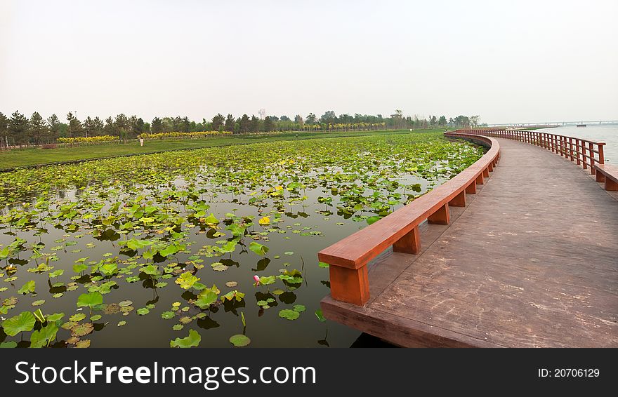 Lotus pond with zigzag wooden bridge, China