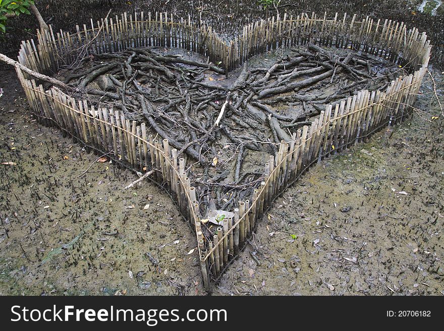 Heart of mangrove forest