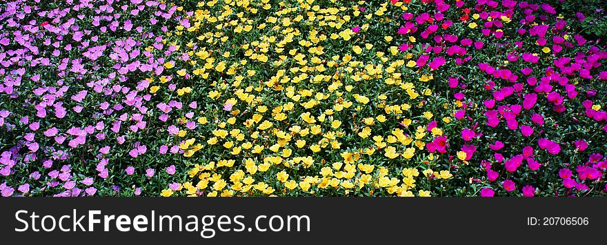 The summer flowers as the earth is full of beautiful spread carpet. The summer flowers as the earth is full of beautiful spread carpet