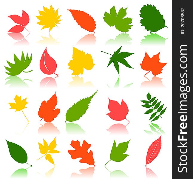 Leaf from trees of different colour. A vector illustration. Leaf from trees of different colour. A vector illustration