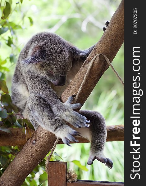 A koala at the Australia Zoo is slumped over and asleep. A koala at the Australia Zoo is slumped over and asleep.