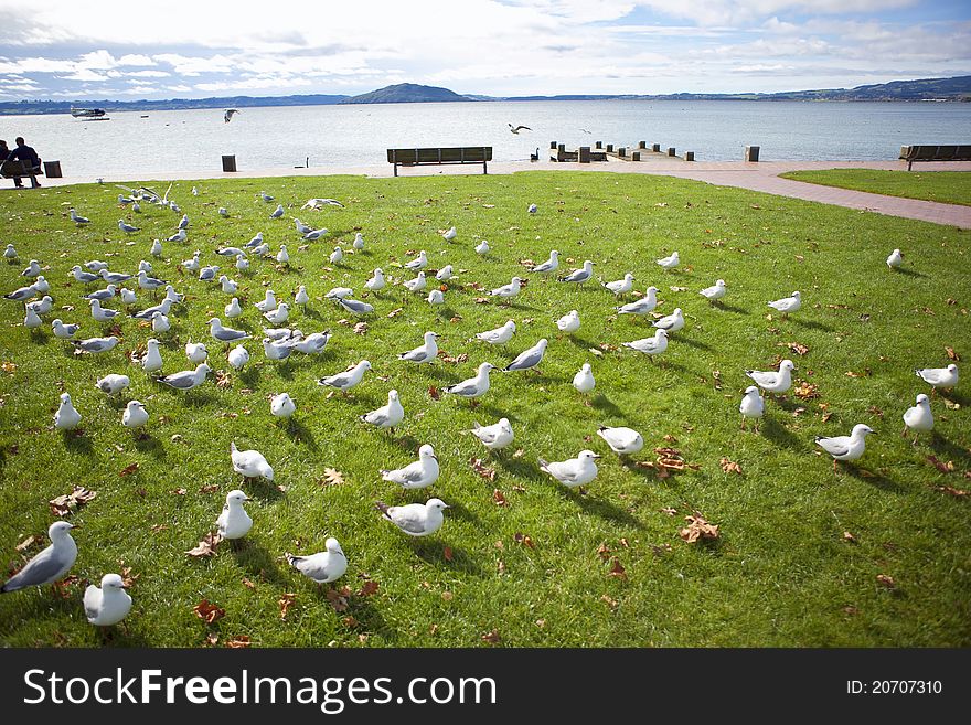 Rows Of Seagulls