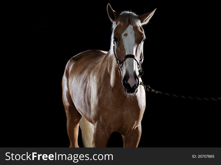 Portrait of a horse in studio on a black background
