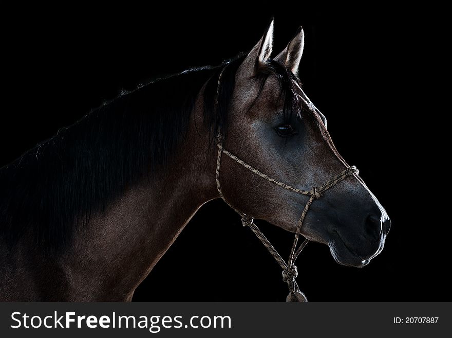 Portrait of a horse in studio on a black background