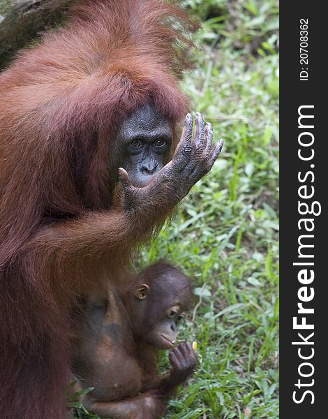 A female orang utan caring for its child.