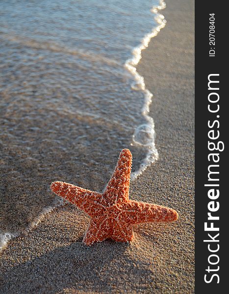 Vacation Image Of A Starfish On A Tropical Beach