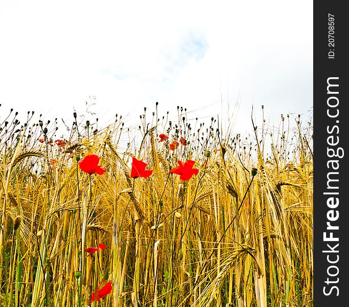 Poppy flowers with blue sky and clouds on the meadow