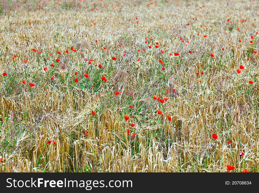 Poppy flowers with ble sky and clouds on the meadow