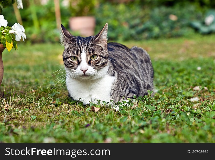 Cute cat in the garden