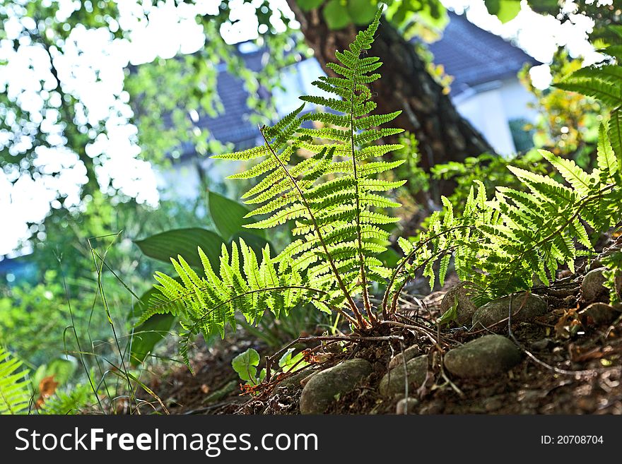 Beautiful fern in dense forest in sunlight