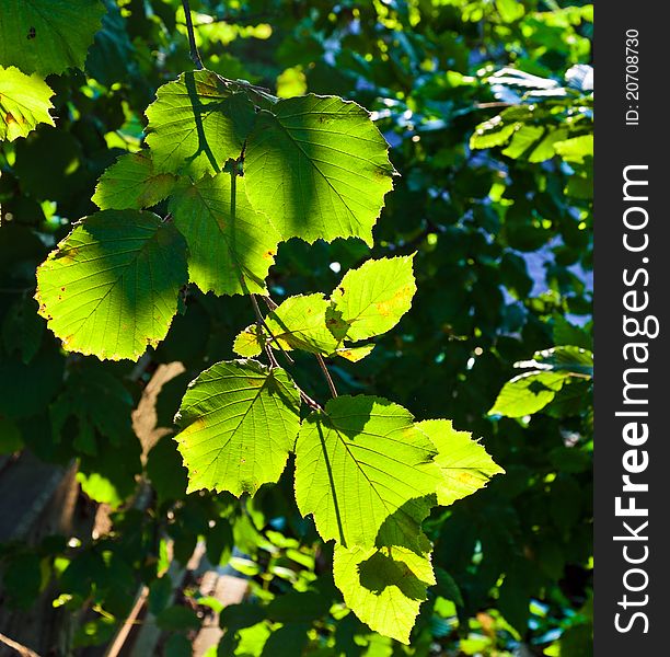 Beautiful leaves of a hazlenut tree in detail