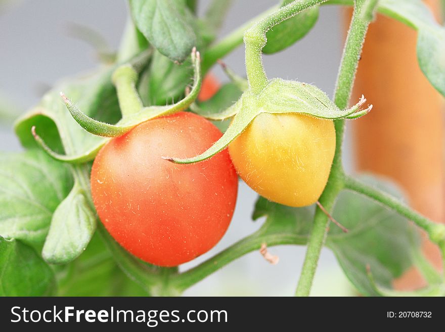 Close up of fresh red tomatoes on plant