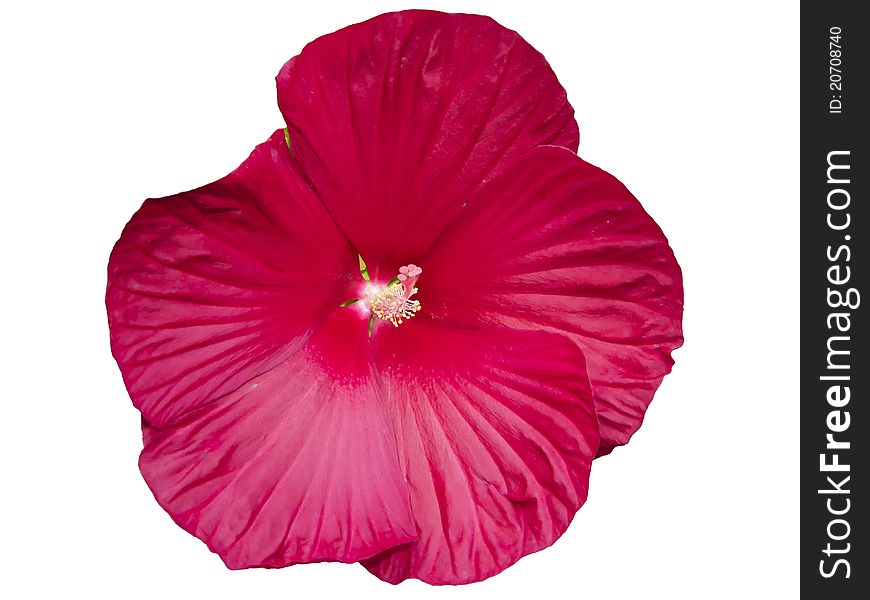 Hibiscus moscheutos flowers with more than 20 cm