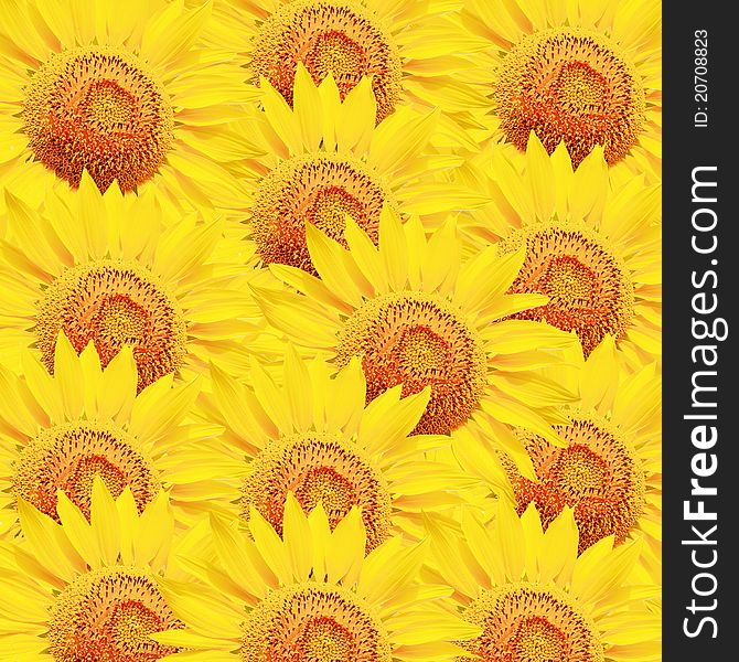 Yellow Sunflower Petals Closeup