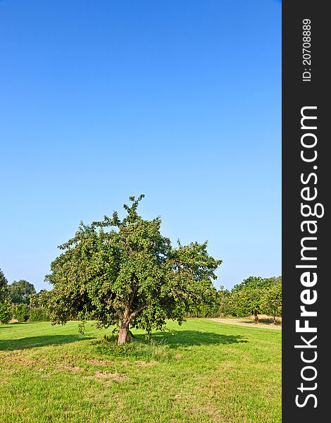 Apple Trees In Summer