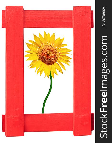 Beautiful Sunflower in  photo frame