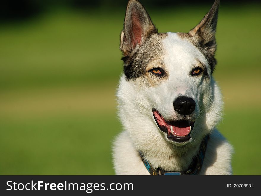 West siberian laika portrait