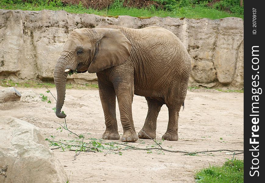 One elephant in the nature