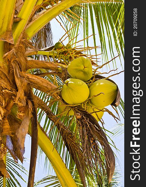 Coconut on tree