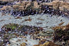 Oysters In Nature Stock Photo Oysters In Nature Stock Photo