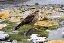 Falcon In Ushuaia Stock Photography Falcon In Ushuaia Stock Photography