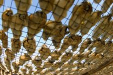 Drying Oyster In Lau Fou Shan 02 Stock Image
