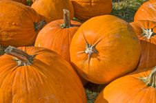 Harvested Pumpkins Stock Images Harvested Pumpkins Stock Images