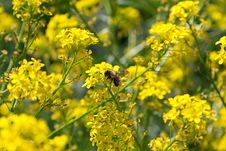 The Bee, The Yellow Flowers Are Pollinated Stock Images