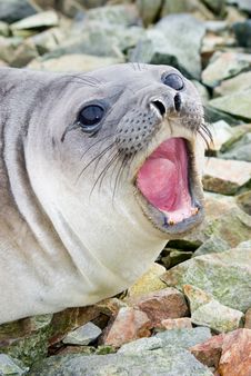 Southern Elephant Seal Stock Image