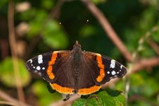 Red Admiral On Brambles In The Sun Stock Images Red Admiral On Brambles In The Sun Stock Images