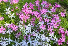 Moss Phlox - Phlox Subulata Royalty Free Stock Images Moss Phlox - Phlox Subulata Royalty Free Stock Images