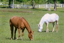 Two Horses Grazing In Field Stock Photography Two Horses Grazing In Field Stock Photography