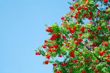 Rowan Berries Stock Photography Rowan Berries Stock Photography