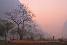 Bare Majestic Tree At Dawn Stock Image Bare Majestic Tree At Dawn Stock Image