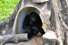 Chimpanzee Stock Images