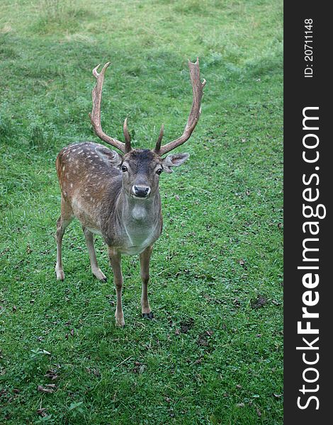 A deer gazing into the camera.