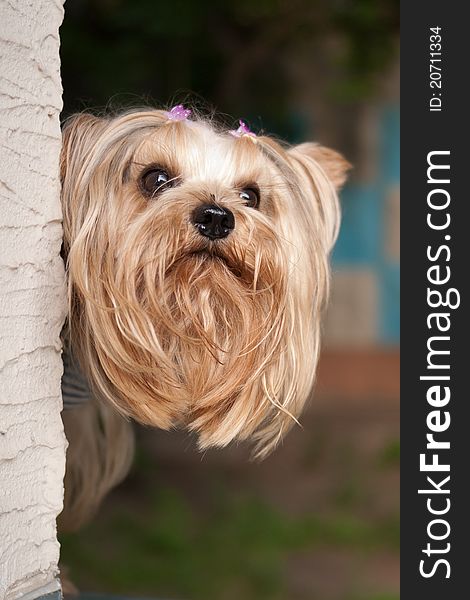 Yorkshire terrier dog head shot portrait from corner. Yorkshire terrier dog head shot portrait from corner