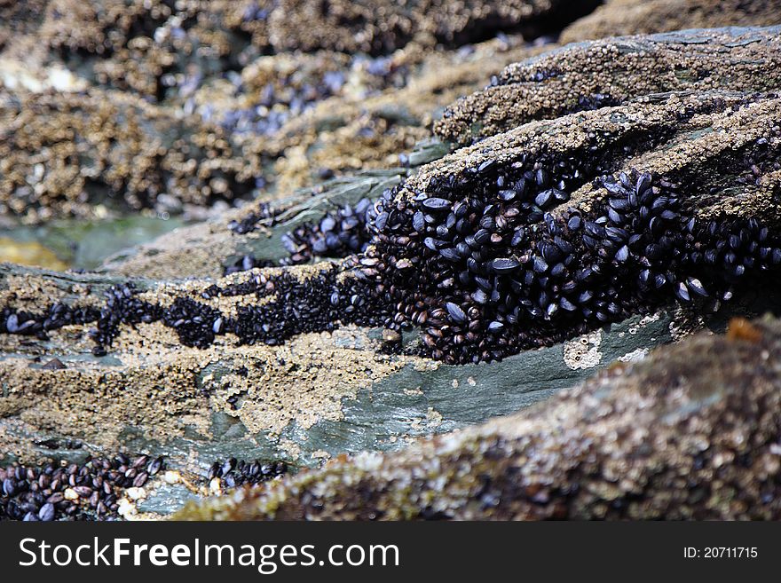 Live shells and oysters in the National park of Ushuaia in Argentina. Live shells and oysters in the National park of Ushuaia in Argentina