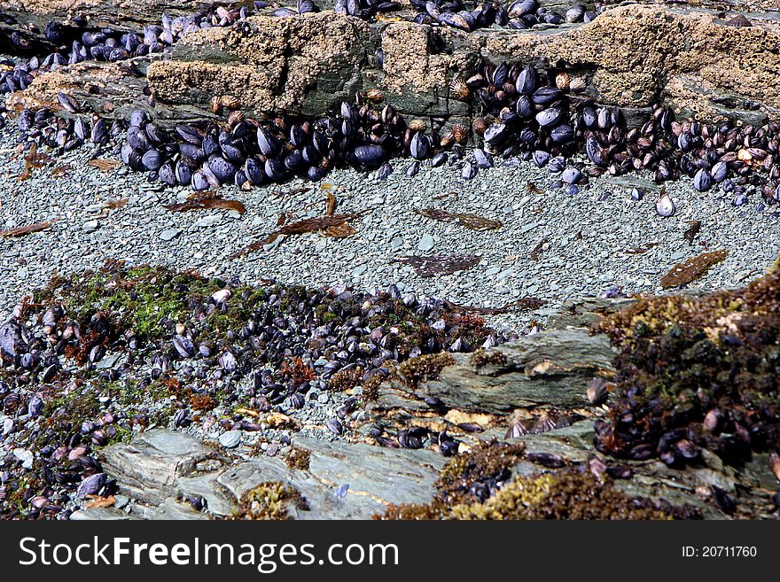 Live shells and oysters in the National park of Ushuaia in Argentina. Live shells and oysters in the National park of Ushuaia in Argentina