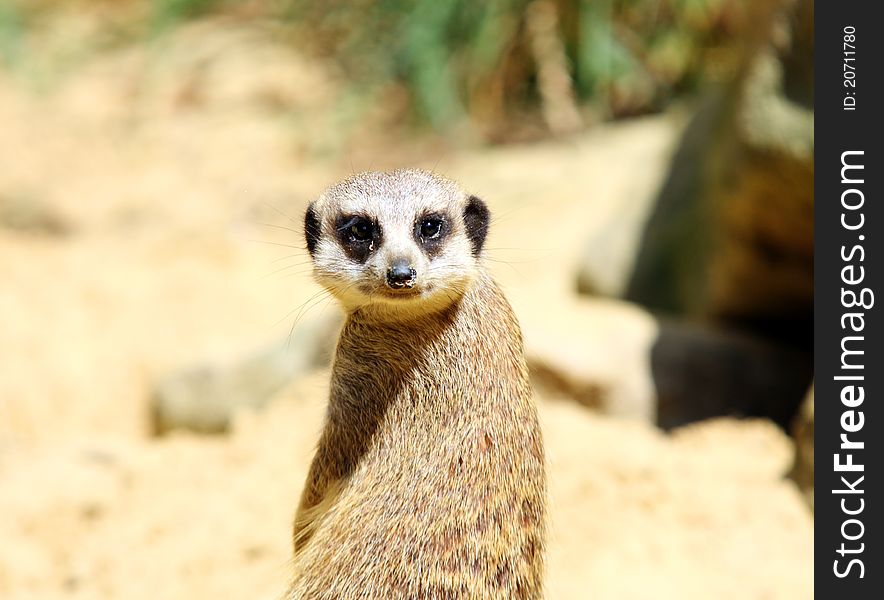 Cute meerkat portrait close up. Cute meerkat portrait close up