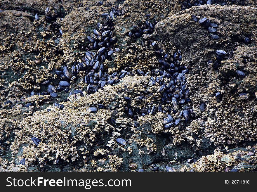 Live shells and oysters in the National park of Ushuaia in Argentina. Live shells and oysters in the National park of Ushuaia in Argentina