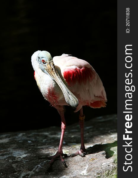 Roseate Spoonbill bird close up. Roseate Spoonbill bird close up