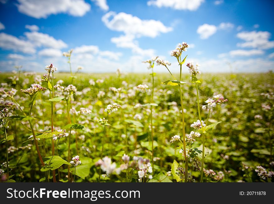 Buckwheat field in sunny day. Buckwheat field in sunny day