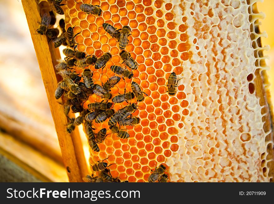 Worker bees on a honeycomb